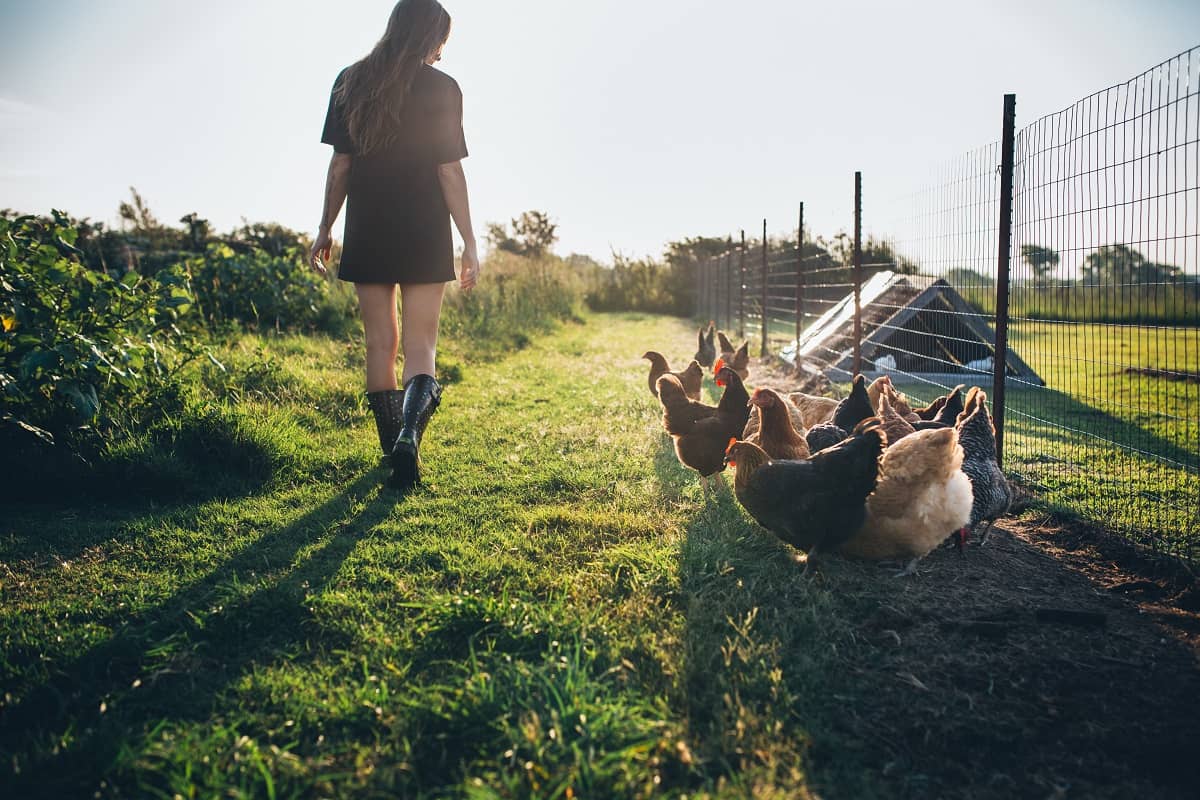 Farmer With Her Chicken In the Morning