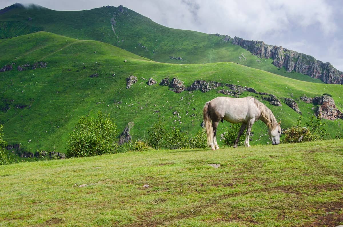 Wild Horse Eating Grass